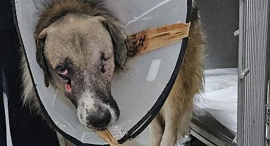'Hedef tahtası' gibi ateş edilen köpeği Hande Yener sahiplendi