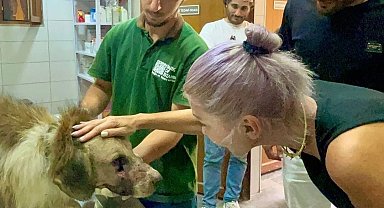'Hedef tahtası' gibi kullanılan sokak köpeğine Hande Yener'den ziyaret