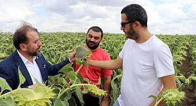 'Kuraklığa dayanıklı yerli ve milli ayçiçeği tohumuna Rusya'dan yoğun talep geliyor'