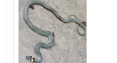 'Örümcek, yılan, akrep çok zehirli' haberlerine, 'Asıl bu haberler zehirli' tepkisi