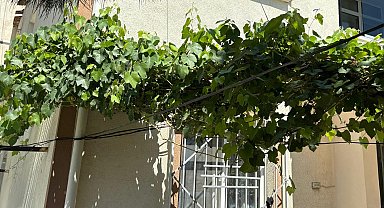 4'üncü kat balkonundan düşen 1 yaşındaki Sahra, üzüm asmasına takıldı