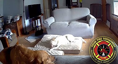 ABD'de bir köpek bataryayı ısırırken yangın çıkardı, İtfaiye ekipleri vatandaşları uyardı