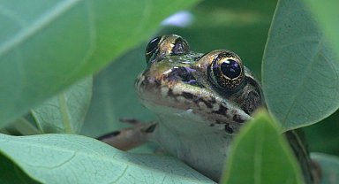 ABD'de nesli tükenmekte olan 'leopar kurbağalar' doğaya bırakıldı