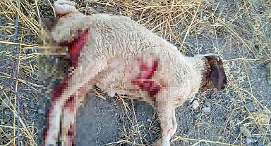 Adana'da kurt sürüsünün saldırısında 11 küçükbaş öldü