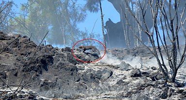 Alevlerden kaçan yaralı sansar kamerada