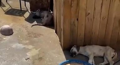 Ankara'da 5 köpek ölü bulundu; zehirlendikleri iddia edildi