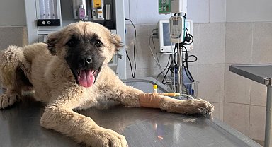 Ankara'da yolcu otobüsü, üst geçidin ayağına çarptı: 9 ölü, 27 yaralı