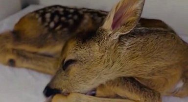 Annesini bulamayan yavru karacaya DKMP ekipleri, sahip çıktı