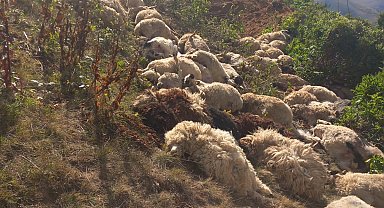 Arazide 20 metreden yuvarlanan 88 koyunu öldü