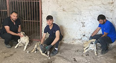 Asfalt ziftine bulaşan 10 yavru köpekten 5'i hayata tutundu