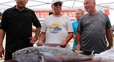 Av yarışmasında, 4 kiloluk istilacı balon balığı yakalandı