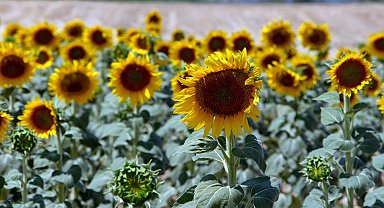 Ayçiçeğinde ön alım fiyatı, ton başına 20 bin lira olarak açıklandı