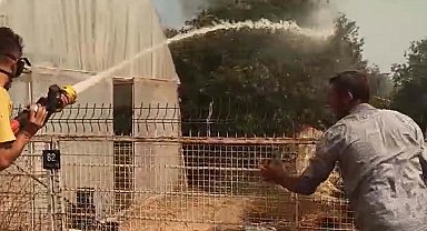 Aydın'da makilikte çıkan yangın, ormana sıçradı