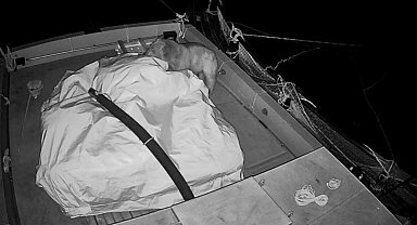 Ayının barajda yüzerek ulaştığı kafesten balık avı kamerada