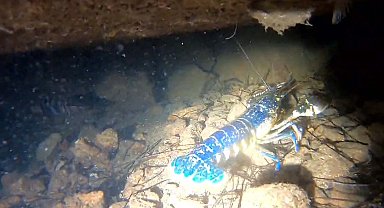 Ayvalık'ta 'mavi ıstakoz' görüntülendi