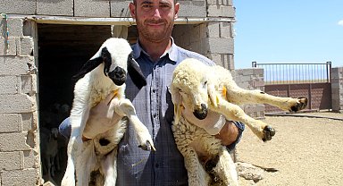 Babasından kalan hayvanlara çoban bulamayınca, bankacılığı bıraktı
