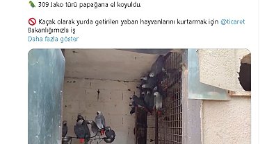 Bakan Yumaklı: İstanbul Havalimanı'nda 309 Jako türü papağana el koyuldu