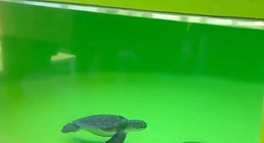 Balık ağlarına dolanan deniz kaplumbağasının dışkısında 27 plastik atık