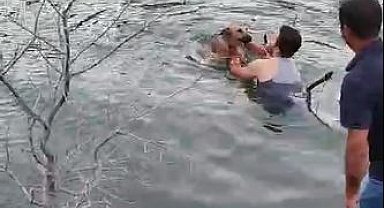 Barajda gölünde mahsur kalan köpeği, suya girip kurtardı