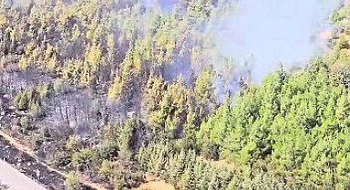 Bergama'da orman yangını