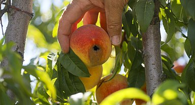 Bilinmeyen zararlı, tonlarca ihracatlık meyveyi dalında çürüttü
