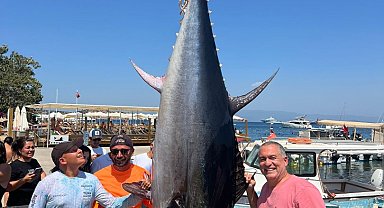 Bodrum'da amatör balıkçılar 376 kiloluk dev orkinos yakaladı