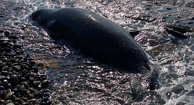 Bodrum'da kıyıya vuran Akdeniz Foku, öldü