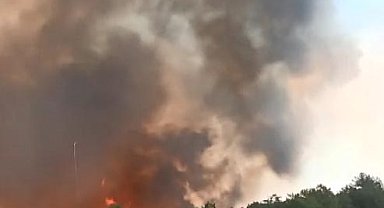 Bolu'da orman yangını