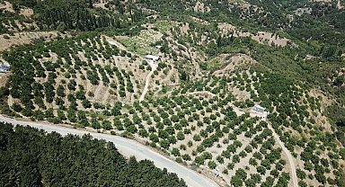 Bozuk orman arazisini, ceviz ormanına dönüştürdü