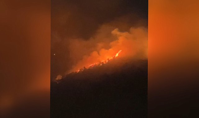 Bursa'da orman yangını