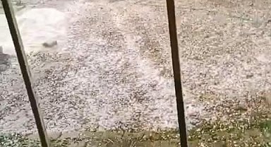 Bursa'da sağanak ve dolu; ekinler zarar gördü