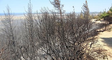 Çanakkale'deki orman yangını: anıt, heykel ve müzeler zarar görmedi