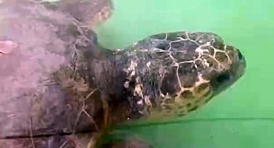 Caretta carettanın dışkısından misina ve balık kurşunu çıktı