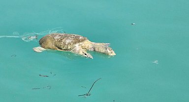 Ceset ihbarı üzerine arama yapılan kanaldan ölü kaplumbağa çıktı