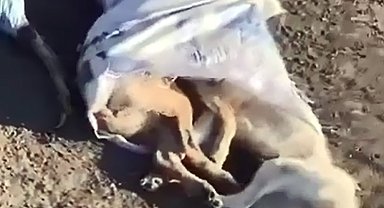 Çöplükte 15 ölü köpek bulundu; belediye başkanından suç duyurusu