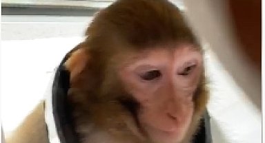 Çorum'da Buse'yi bacağından ısıran maymun, 3 gündür aranıyor