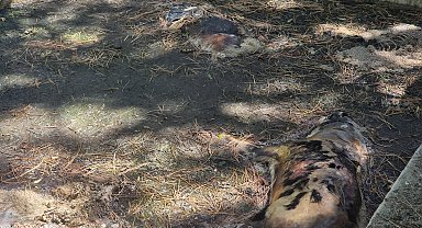 Dağ evi sulama havuzunda 13 köpek ölü bulundu