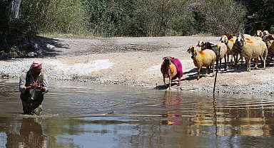 Denizli'de 8 asırlık geleneğin bu yıl 851'incisi düzenlendi; 'taşıma su' ile koyunlar nehirden geçirildi