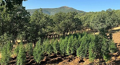 Diyarbakır'da 1 milyon 416 bin kök kenevir ile 241 bin skunk ele geçirildi; 2 gözaltı