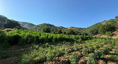 Diyarbakır'da 1 milyon 635 bin kök kenevir ile 190 bin kök skunk bitkisi ele geçirildi