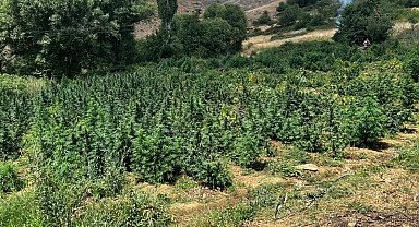 Diyarbakır'da 2 milyon 200 kök kenevir ile 269 bin kök skunk ele geçirildi