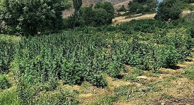 Diyarbakır'da 2 milyon 300 bin kök kenevir, 414 bin 500 kök skunk ele geçirildi