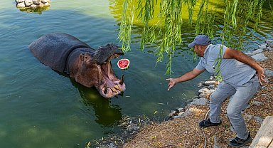 Doğal Yaşam Parkı'ndaki hayvanlar, çiftçinin bağışladığı karpuzları yedi
