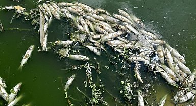 Edirne'de derede balık ölümleri