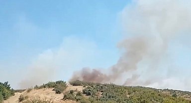 Edirne'de orman yangını