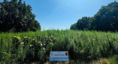 Edirne'de tarlada 120 bin kök Hint keneviri ele geçirildi