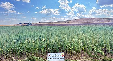 Edirne'de tarlada 4 milyon 128 bin kök Hint keneviri ele geçirildi