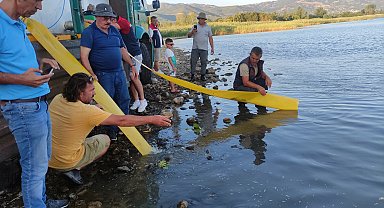 Edirne'de üretilen 3 milyon 350 bin yavru sazan Bursa'da göl ve göletlere bırakıldı