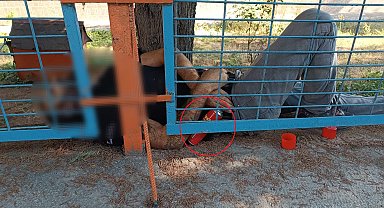 Elinde çakmak gazıyla bahçe duvarı üstünde ölü bulundu