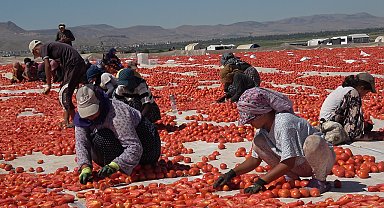 Erciyes'in eteklerinde kurutulan domatesler 10 ülkeye ihraç ediliyor